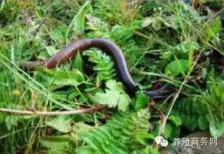 养秋引有人要吗_养秋引用什么原料_秋引的养殖技术