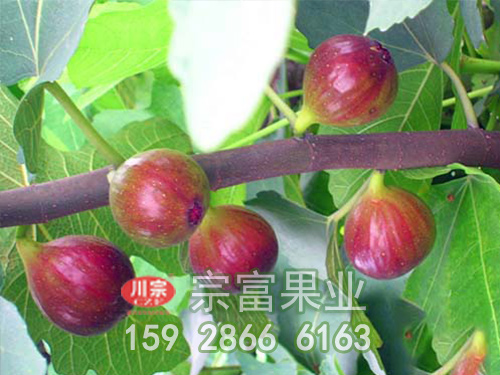 无花果苗追肥与钙肥