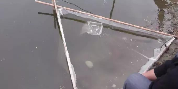 加州鲈鱼水花的饲养管理_加州鲈鱼水花养殖_加州鲈水花的养殖技术