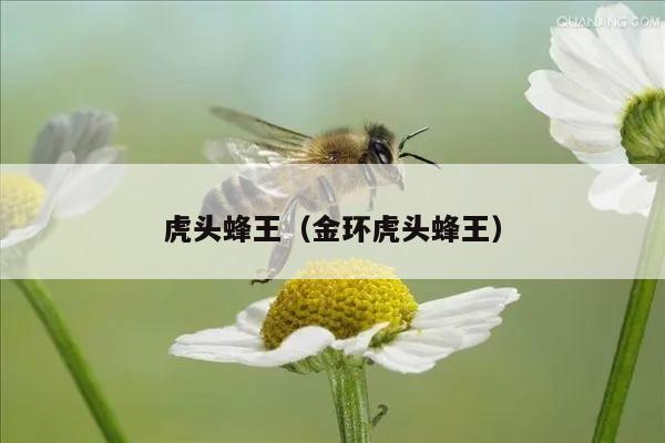 新闻致富养殖马蜂视频_养殖马蜂致富新闻_养殖马蜂赚钱吗