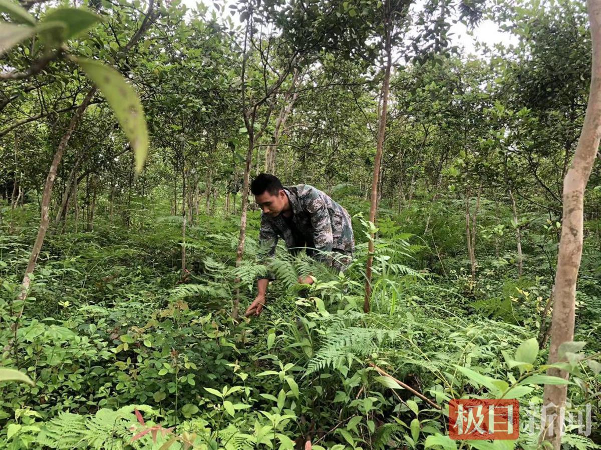 致富种植杉树视频_杉树种植成本和利润_种植杉树致富