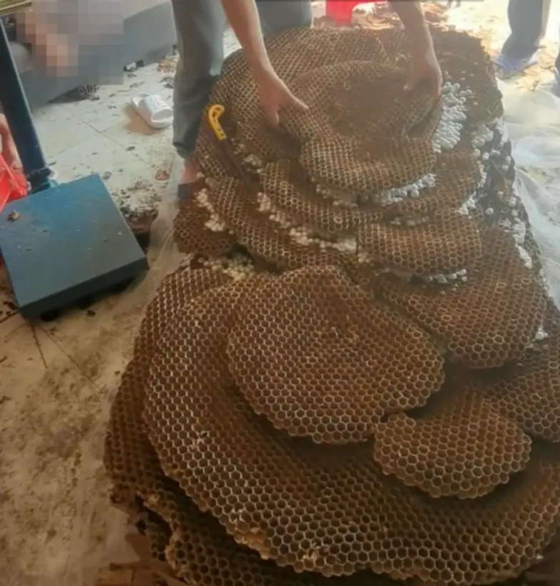新闻致富养殖马蜂事件_致富经养马蜂技术视频_养殖马蜂致富新闻