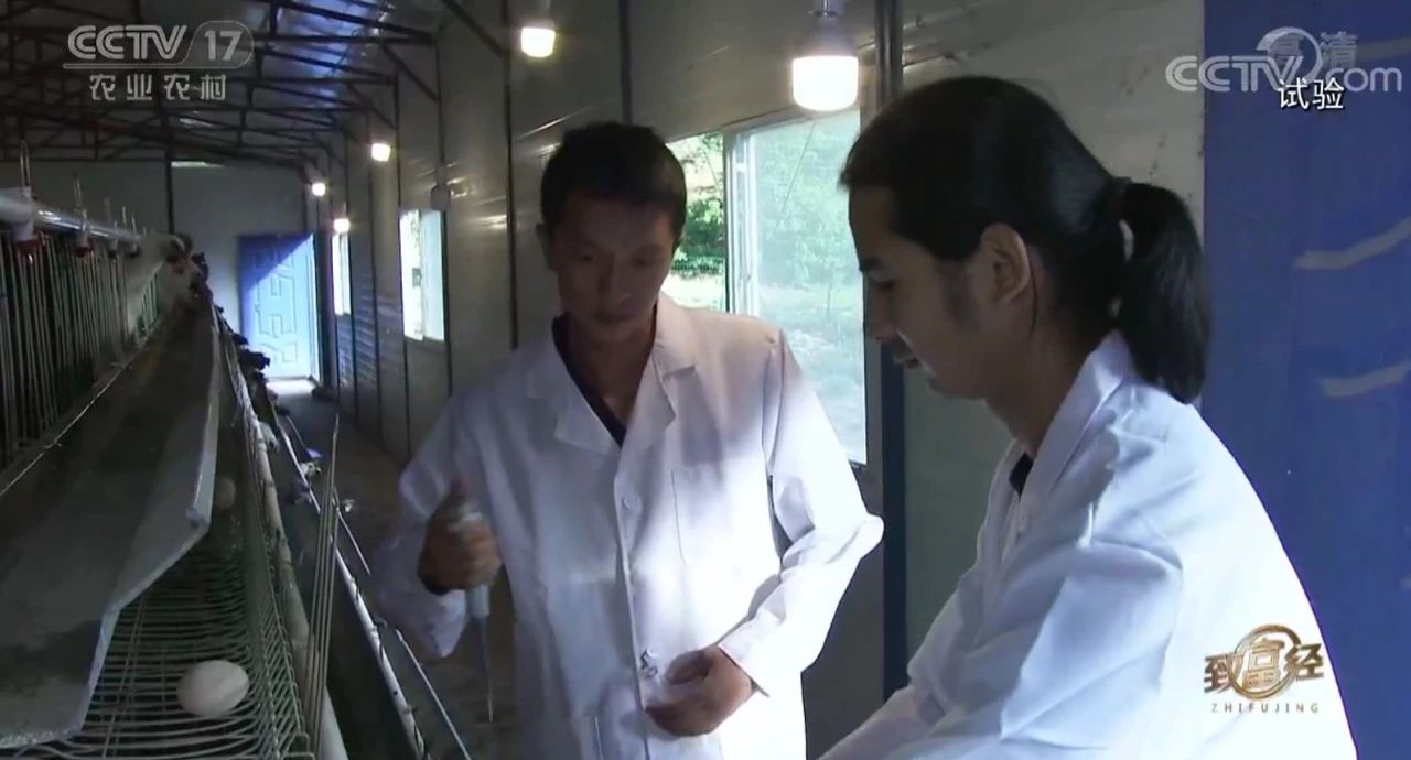 致富经养牛王华银_致富经王治华养鸡视频_致富经cctv7养鸡视频全集