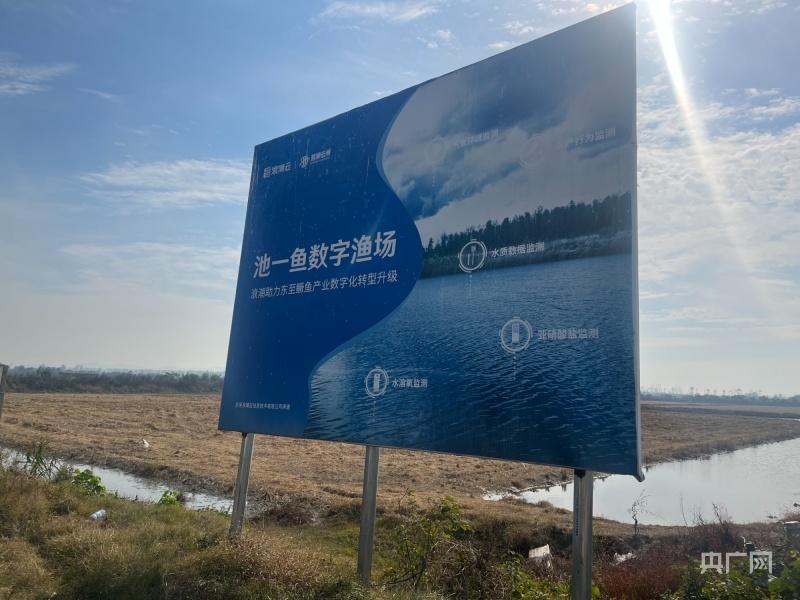 雷竹笋种植致富案例_安徽池州种植致富路_发展雷竹种植是致富的好门道