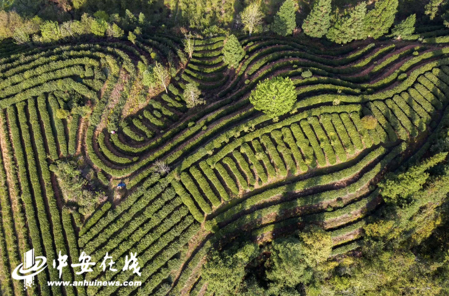 农村致富种植_安徽池州种植致富路_中药材种植致富
