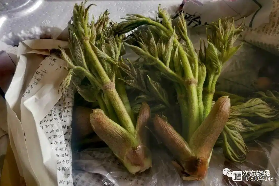 猫爪子山野菜种植致富_山野菜猫爪子种植技术_山野菜猫爪子种子价格