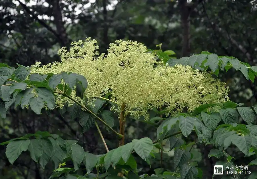 山野菜猫爪子种植技术_山野菜猫爪子种子价格_猫爪子山野菜种植致富
