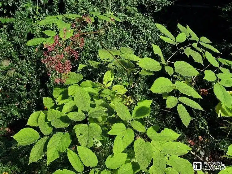 山野菜猫爪子种植技术_猫爪子山野菜种植致富_山野菜猫爪子种子价格