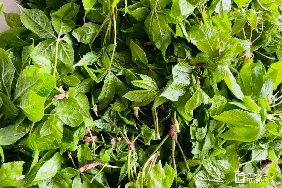 猫爪子山野菜种植致富_山野菜猫爪子种植技术_山野菜猫爪子种子价格