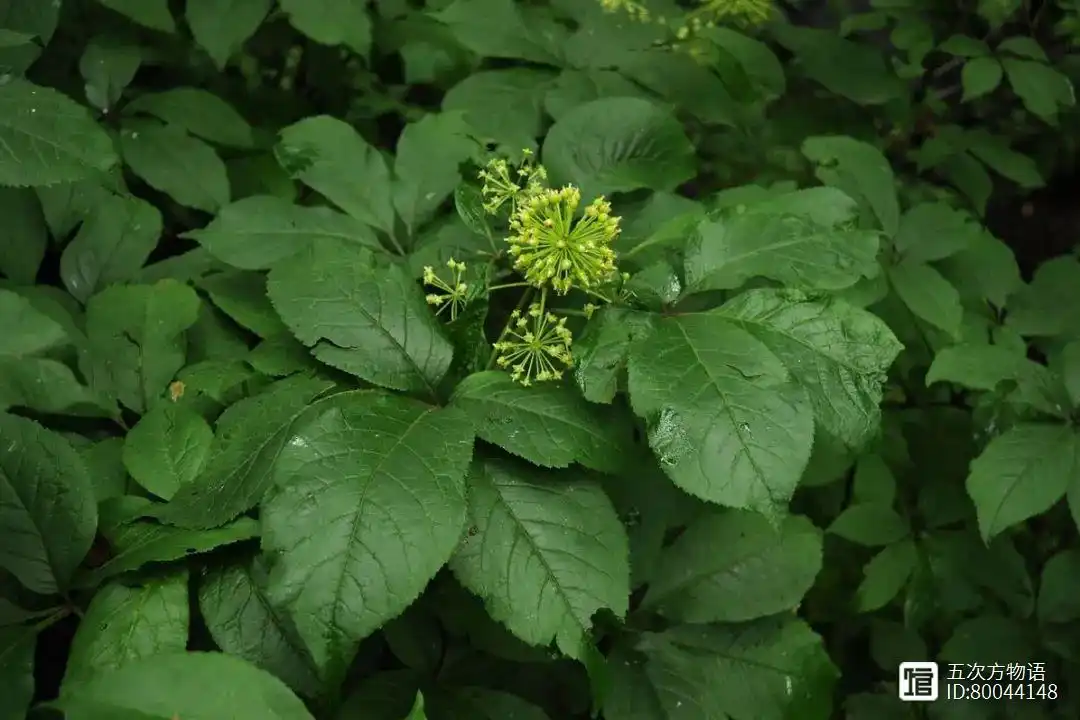 猫爪子山野菜种植致富_山野菜猫爪子种子价格_山野菜猫爪子种植技术