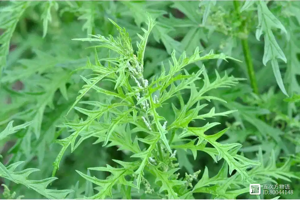 猫爪子山野菜种植致富_山野菜猫爪子种子价格_山野菜猫爪子种植技术