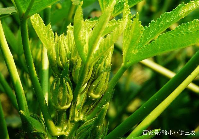 秋葵的种植方法和季节