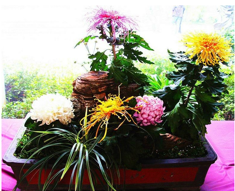 药用菊花种植技术_菊花药用种植技术与管理_菊花药用种植技术视频