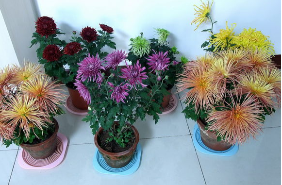 药用菊花种植技术_菊花药用种植技术与管理_菊花药用种植技术视频