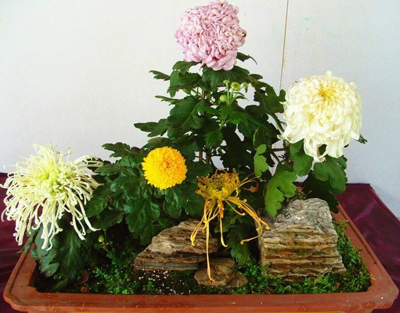 菊花药用种植技术与管理_药用菊花种植技术_菊花药用种植技术视频