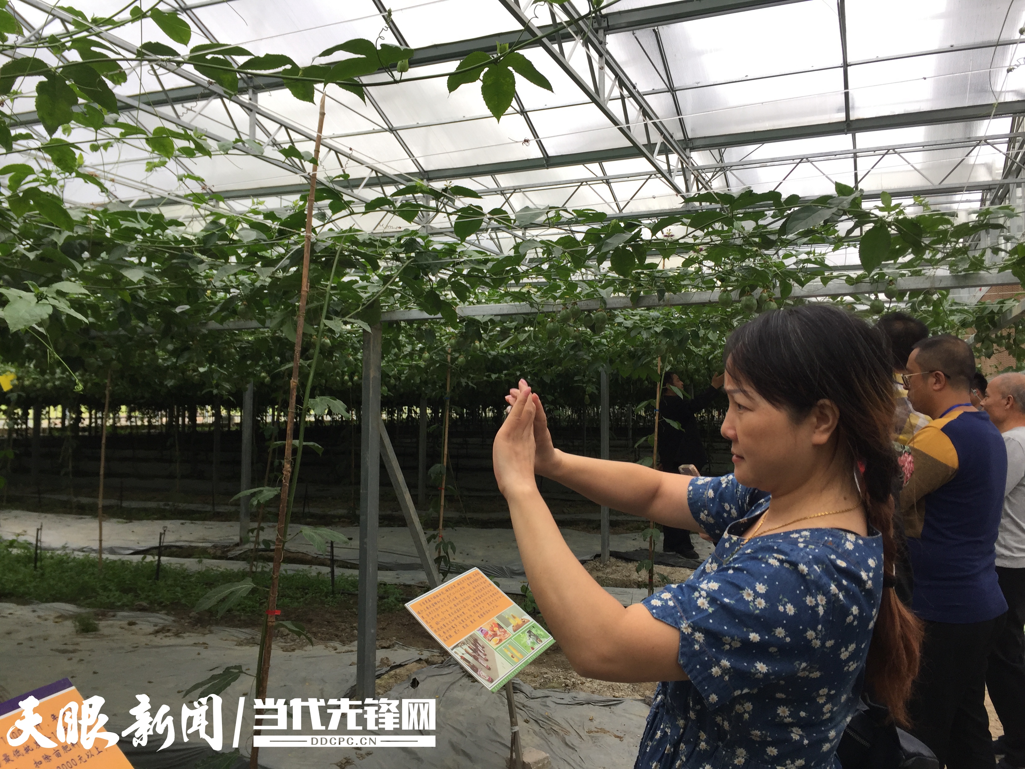 特色农业带动精准扶贫 黔东南高效作物实现扩面增效