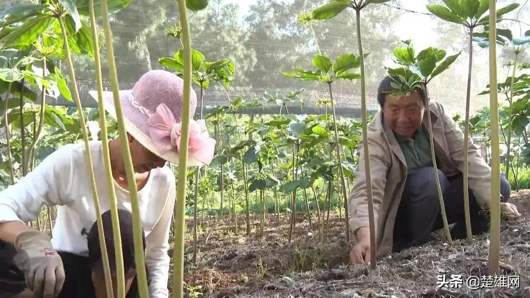 楚雄陈思兴：山中种重楼 林下编织致富梦