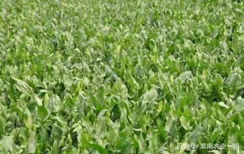毛豆种植技术与利润_种植毛豆致富案例_毛豆种植效益