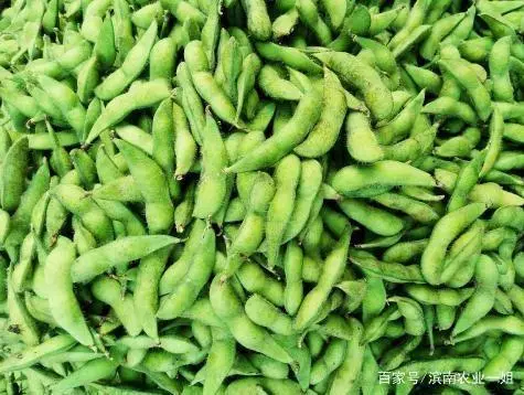 种植毛豆致富案例_毛豆种植技术与利润_毛豆种植效益
