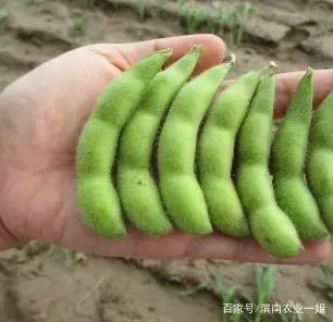 毛豆种植效益_毛豆种植技术与利润_种植毛豆致富案例