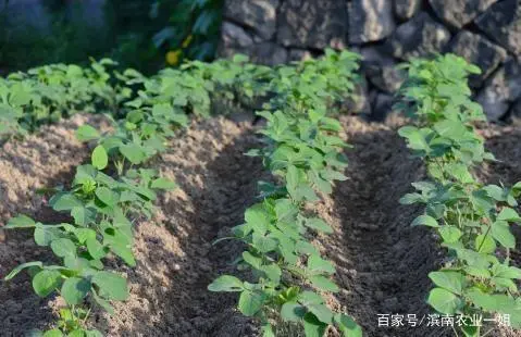 毛豆种植效益_种植毛豆致富案例_毛豆种植技术与利润