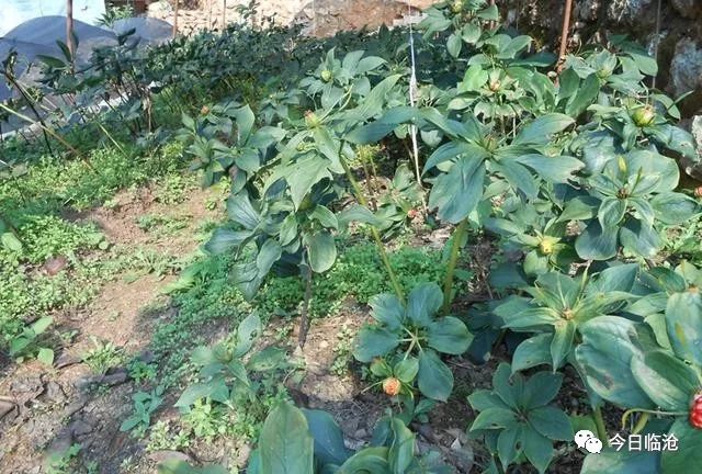 重楼种植致富新闻_种植重楼效益_致富经重楼种植