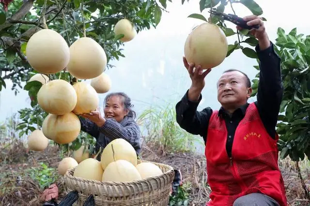 土地种植致富果_种植20亩地致富案例_种植致富业