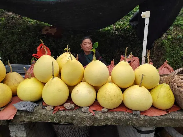 土地种植致富果_种植20亩地致富案例_种植致富业