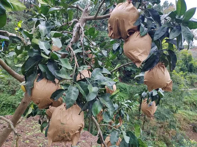 种植20亩地致富案例_种植致富业_土地种植致富果