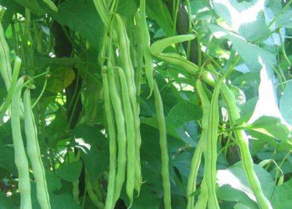 南方长豆角_南方豆角种植致富_致富南方种植豆角视频