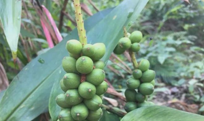 土地种植致富果_致富种植果土地怎么样_种地致富项目