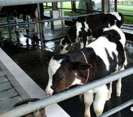 上海牛养殖场_上海肉牛犊养殖技术_上海养牛基地