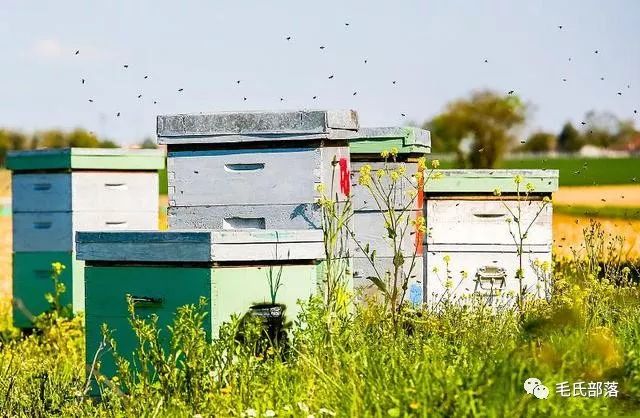 蜜蜂养殖技术指导方案_蜜蜂养殖技术要点_蜜蜂养殖方案指导技术怎么写