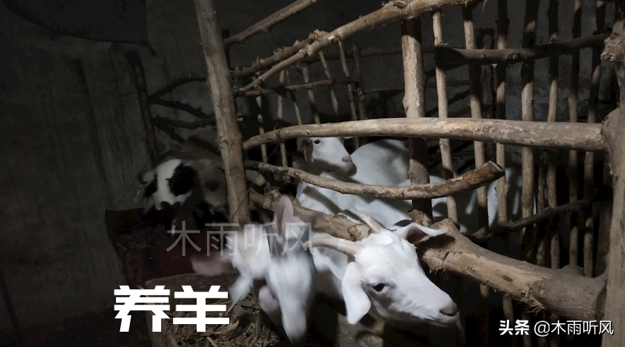 羊种植品种技术要求_羊的品种种植技术_种羊的品种