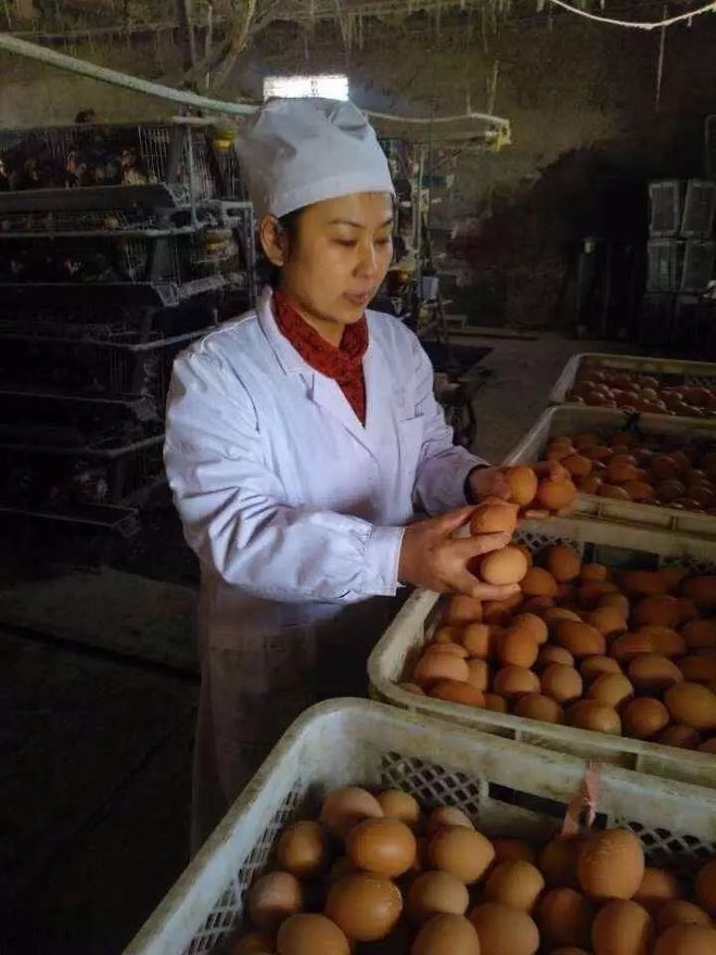 【优秀执委事迹展播】敦化市全发蛋鸡饲养专业合作社负责人赵秀云