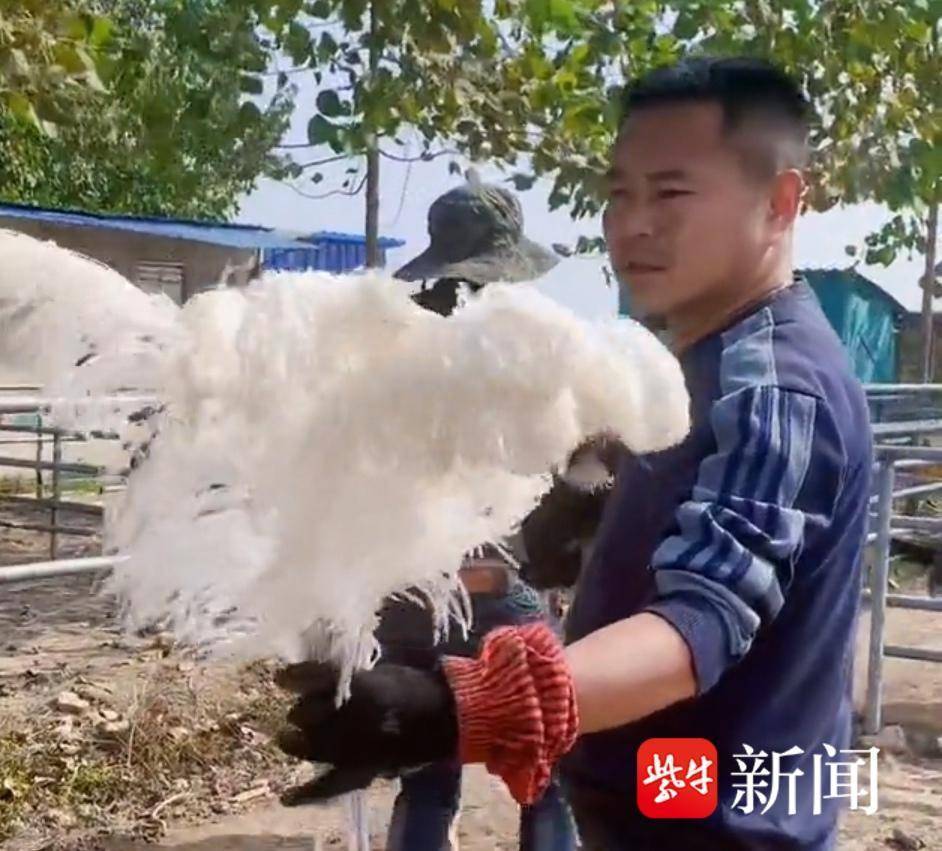 养殖鸟赚钱吗_农村养鸟致富_养殖什么鸟致富