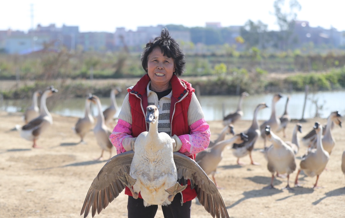 乡村振兴养殖致富_乡村振兴养猪_乡村振兴养殖场
