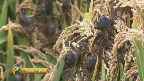 水稻养殖螃蟹_致富经水稻套养螃蟹_水稻田养殖螃蟹