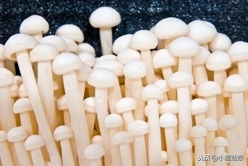 金针菇室内养殖技术_养殖金针菇的视频_室内金针菇种植技术