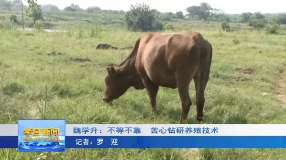 养殖致富牛图片_致富经养殖牛_2020致富经养牛视频