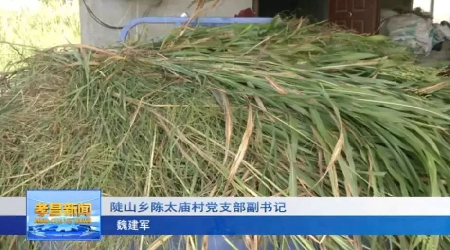 2020致富经养牛视频_养殖致富牛图片_致富经养殖牛