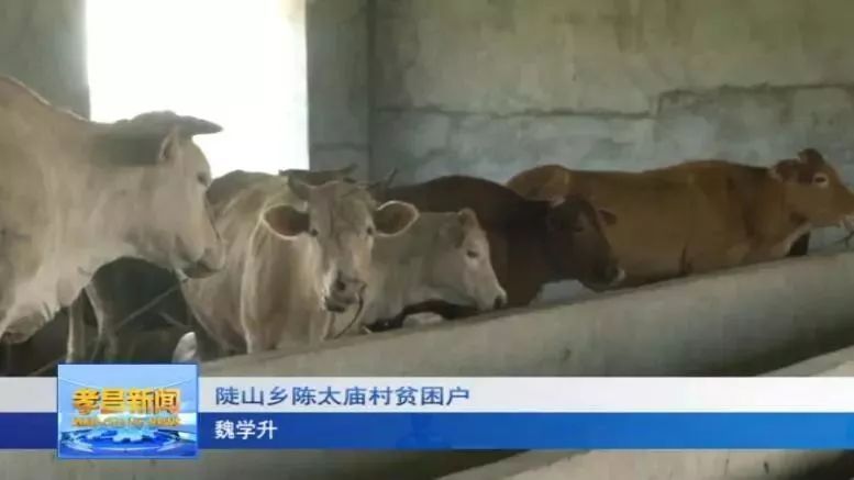 养殖致富牛图片_致富经养殖牛_2020致富经养牛视频