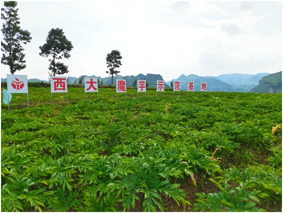致富经种植黑松露_致富露种植黑松多久发芽_如何种植黑松露