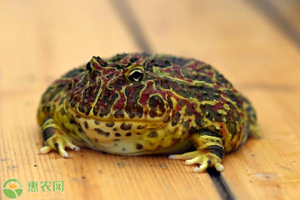 钟角蛙和绿角蛙哪个好_绿角蛙好还是钟角蛙好_致富经角蛙是哪期