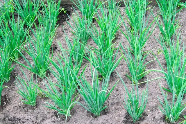 葱的种植方法：从选种、翻地到收获，轻松掌握香葱栽培技巧