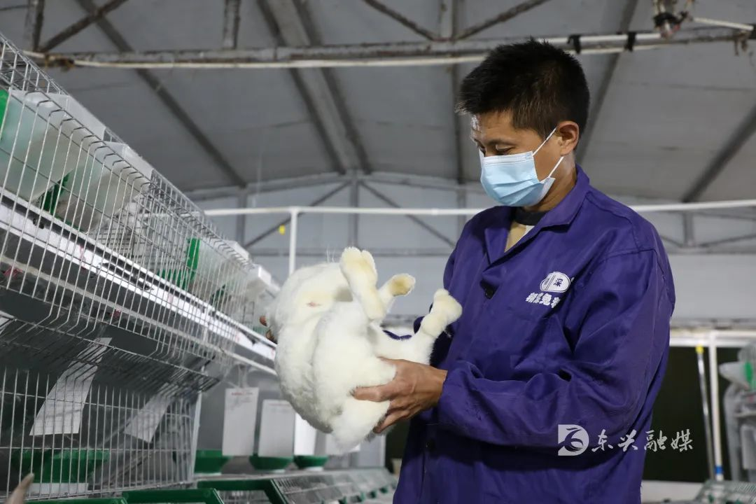 致富经养土鸡蛋视频_致富新项目养鸡_致富之路养殖蛋鸡