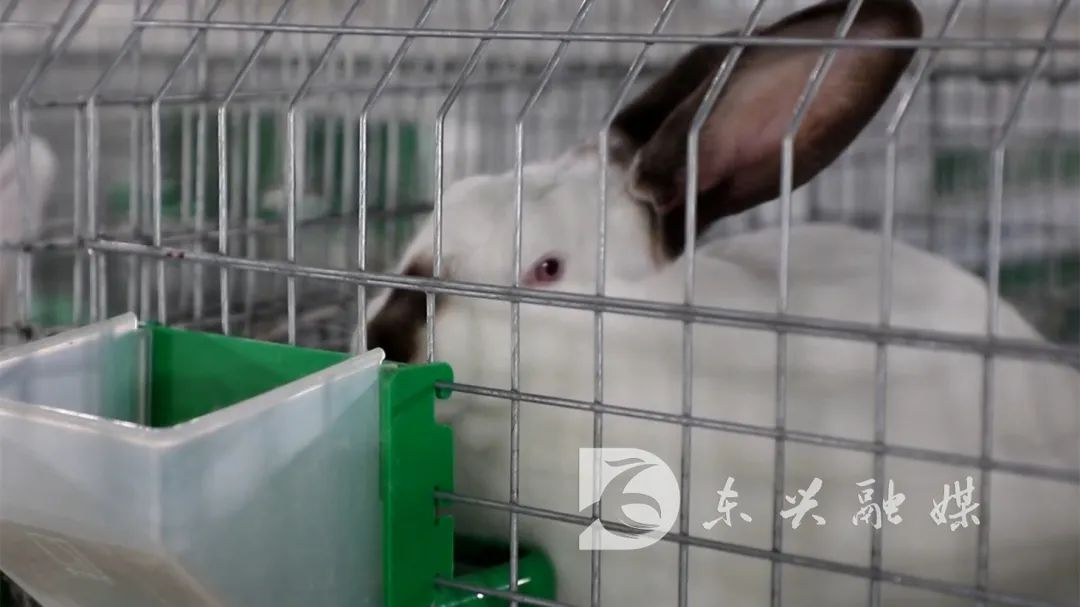 致富经养土鸡蛋视频_致富新项目养鸡_致富之路养殖蛋鸡