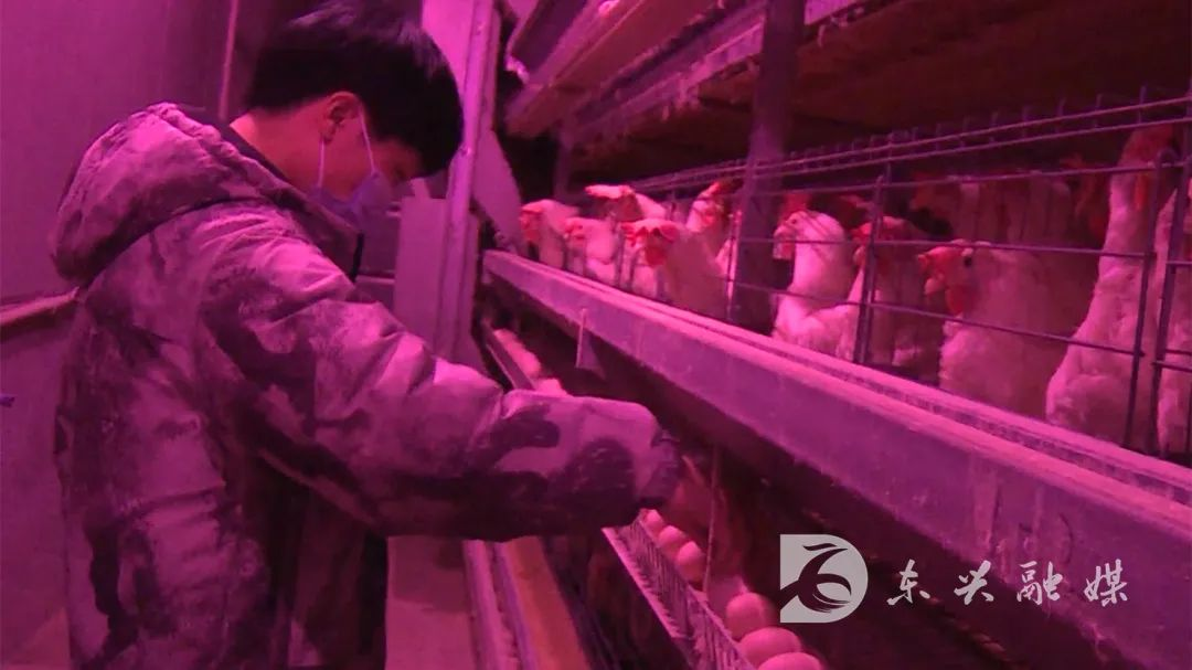 致富新项目养鸡_致富经养土鸡蛋视频_致富之路养殖蛋鸡