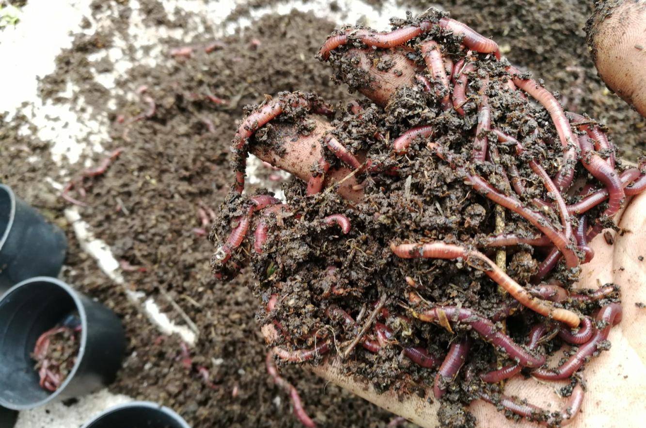 农村创业蚯蚓养殖致富好项目, 技术简单利润空间大