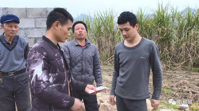 巴马养牛基地_巴马养猪场项目_巴马养殖致富